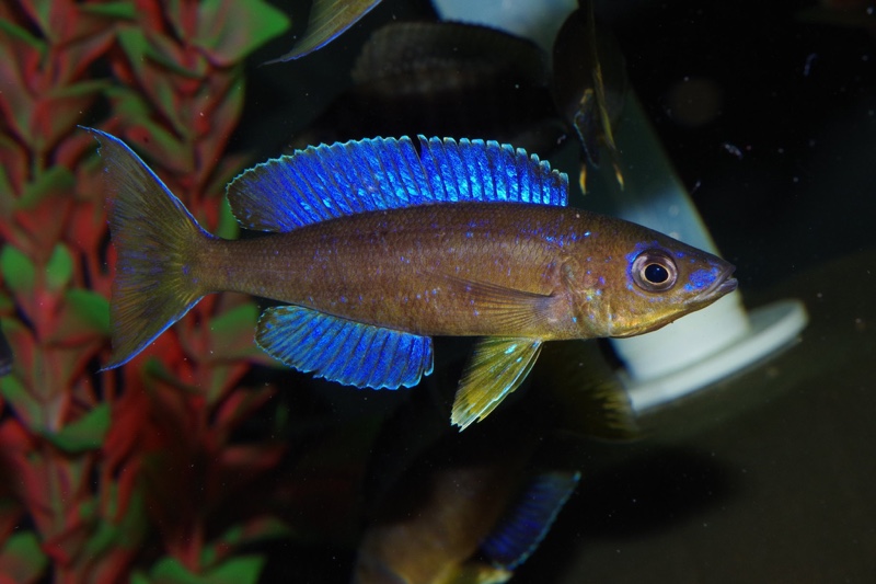 Cyprichromis microlepidotus 'Luagala Point'